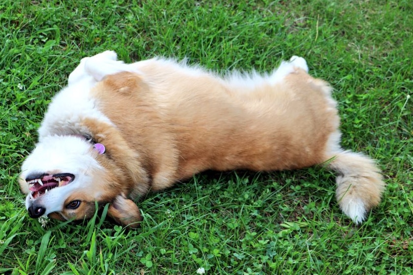 A corgi rolling on grass