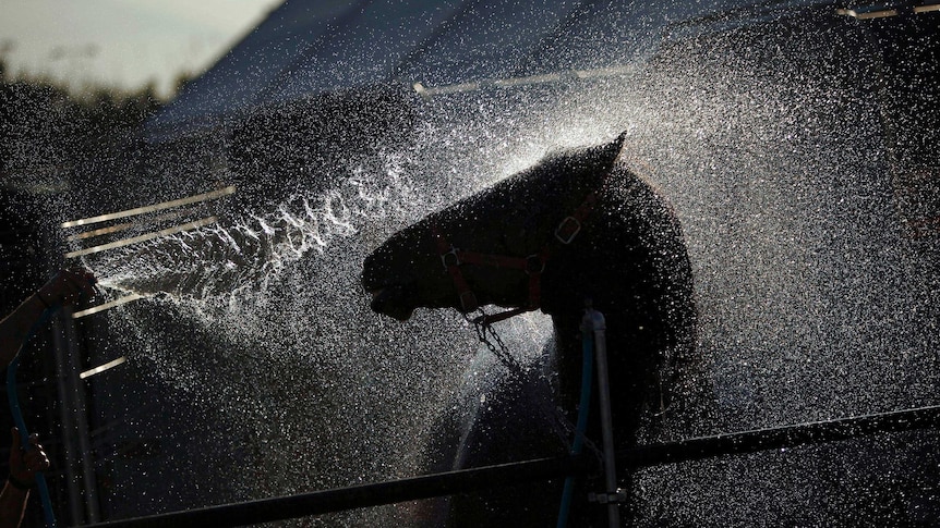 Horse gets a bath