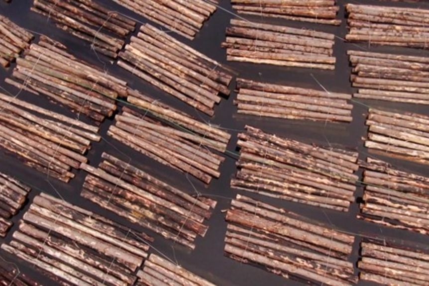 Large piles of logs as seen from above.