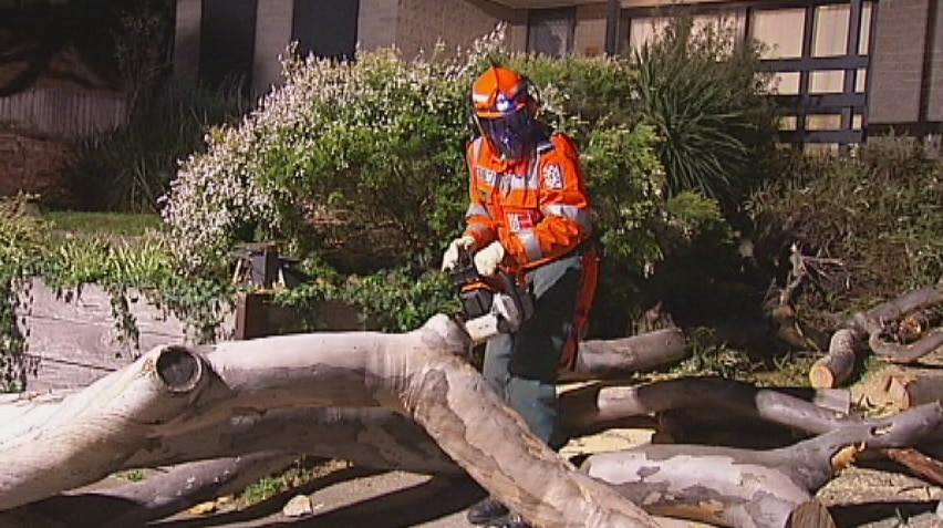 The SES cuts up a tree that fell on a car in a driveway at Tullamarine.