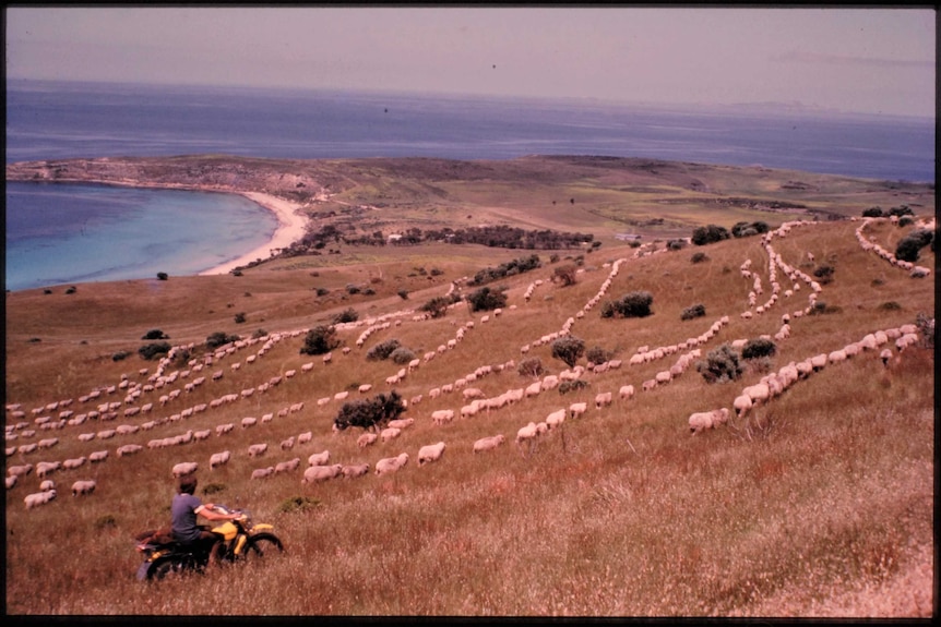 Lines of sheep feeding on island with motorbike rider foreground left, white sandy beach middle left