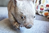 A young wombat on a couch, with a cushion in the background, approaches the camera.