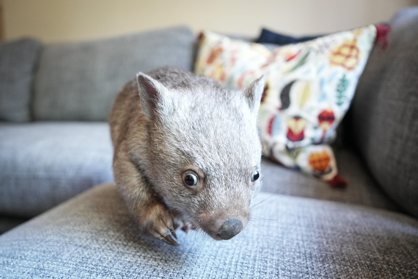 A young wombat on a couch, with a cushion in the background, approaches the camera.