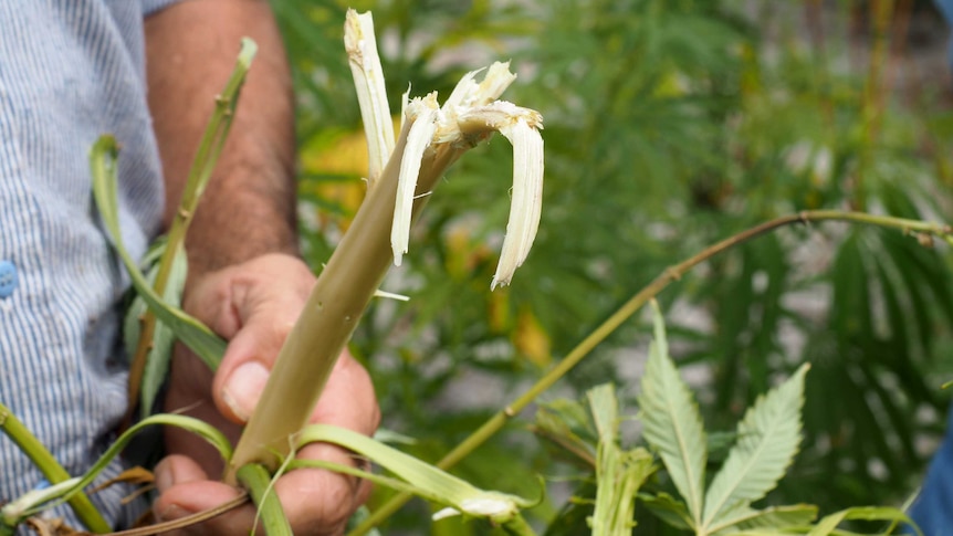 A hand holds a broken stem of hemp.
