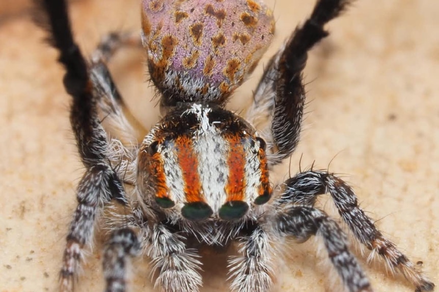 The Maratus suae spider