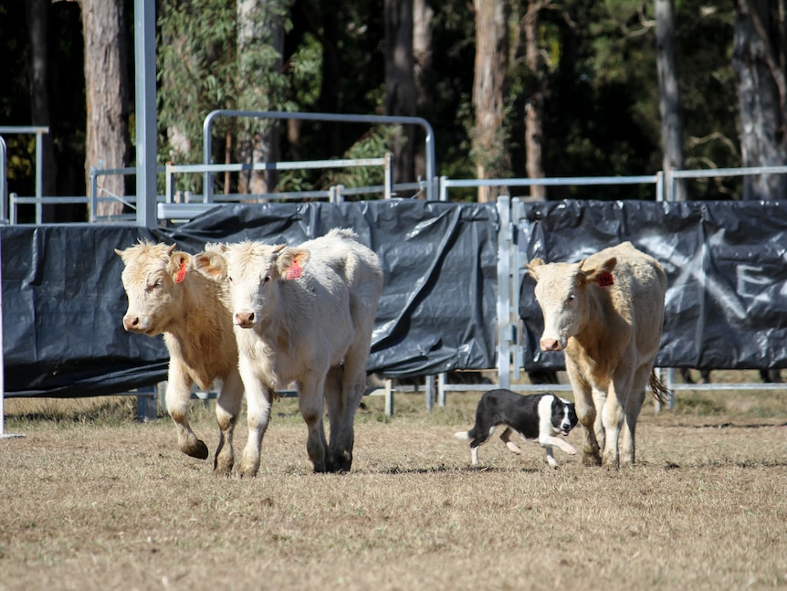 Black and white dog Panda working a herd of three cream coloured cattle