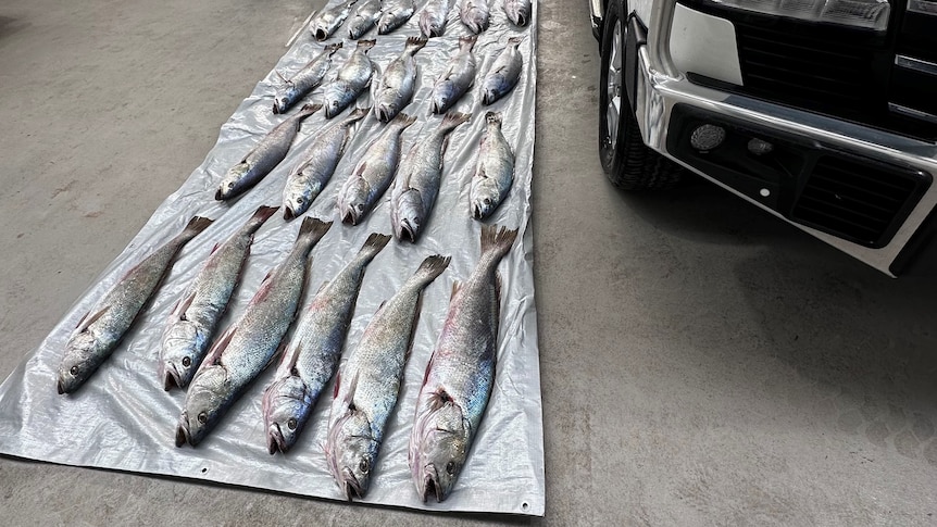250kg of mulloway found dumped in Port Wakefield believed to be