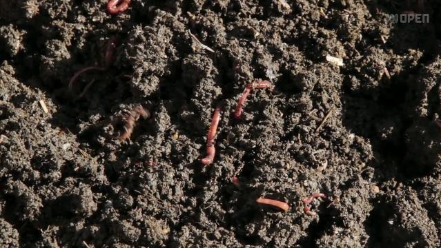 Worms in mud