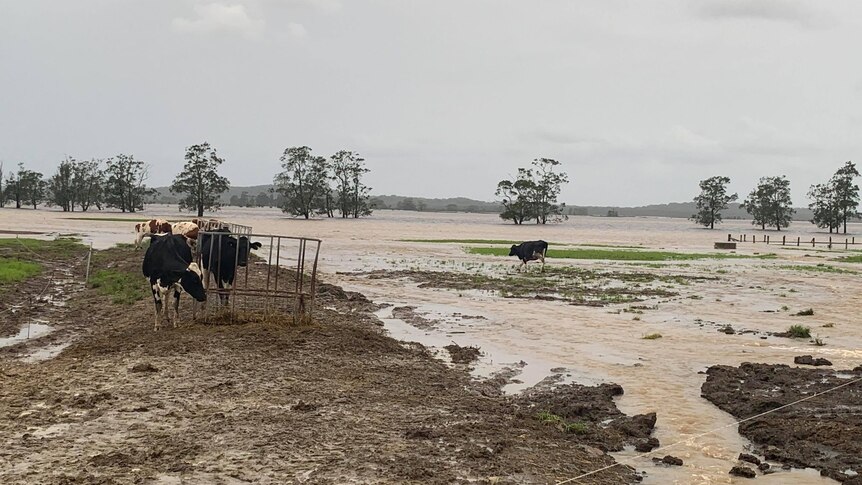 A paddock inundated with brown flood water and two cows on a small island. 
