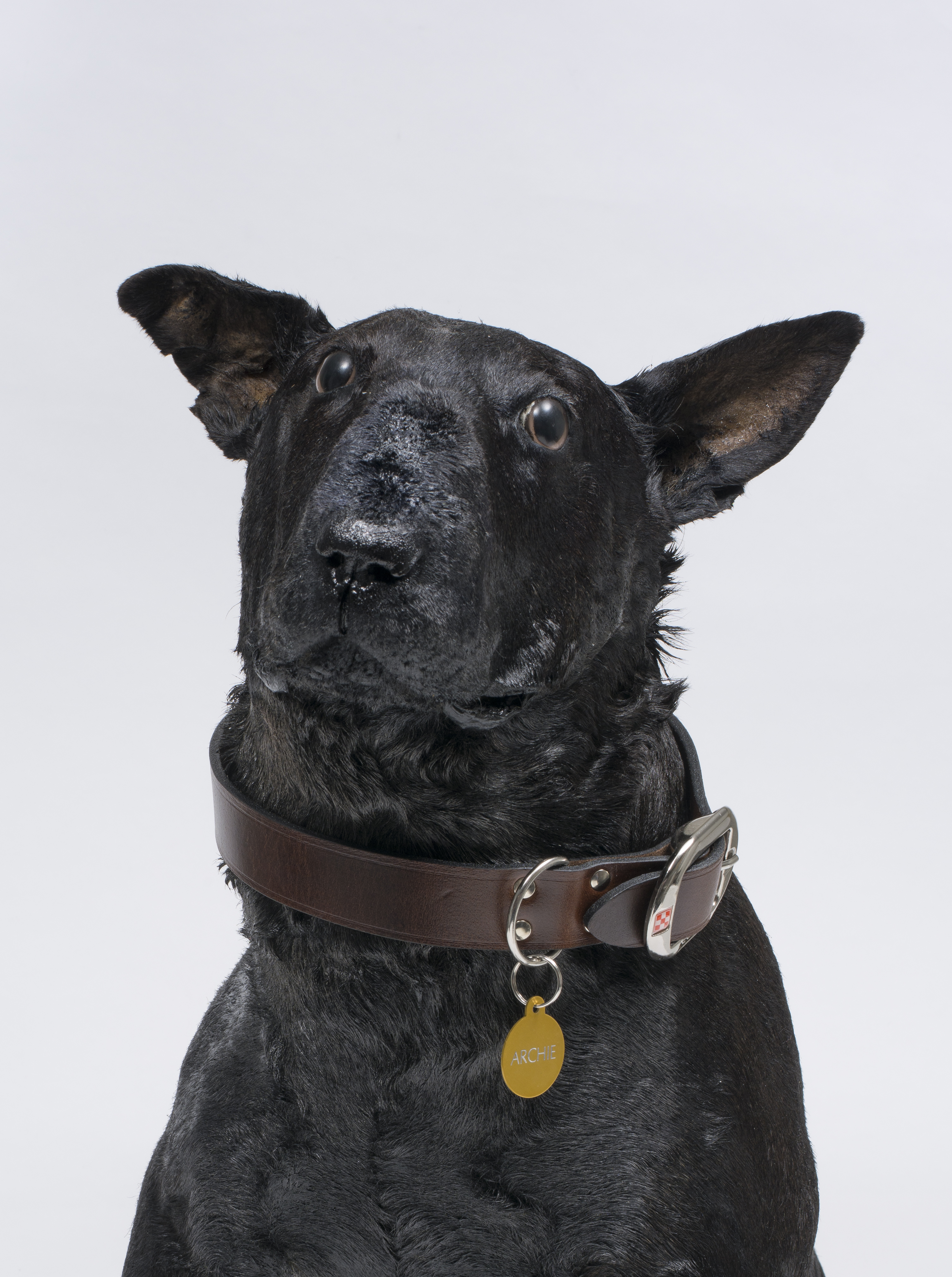 An artwork featuring a black taxidermied dog wearing a brown collar that reads "Archie".
