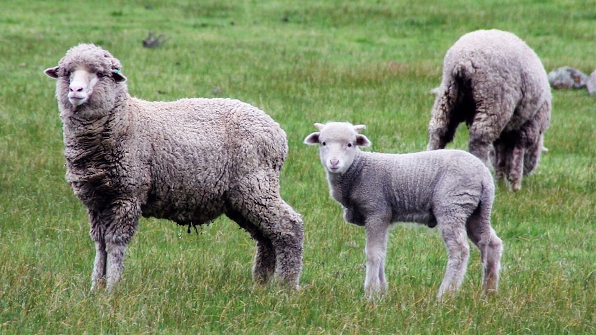 A merino ewe with lamb at foot.