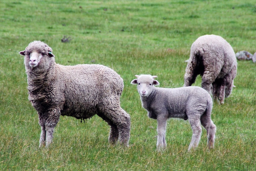 A merino ewe with lamb at foot.
