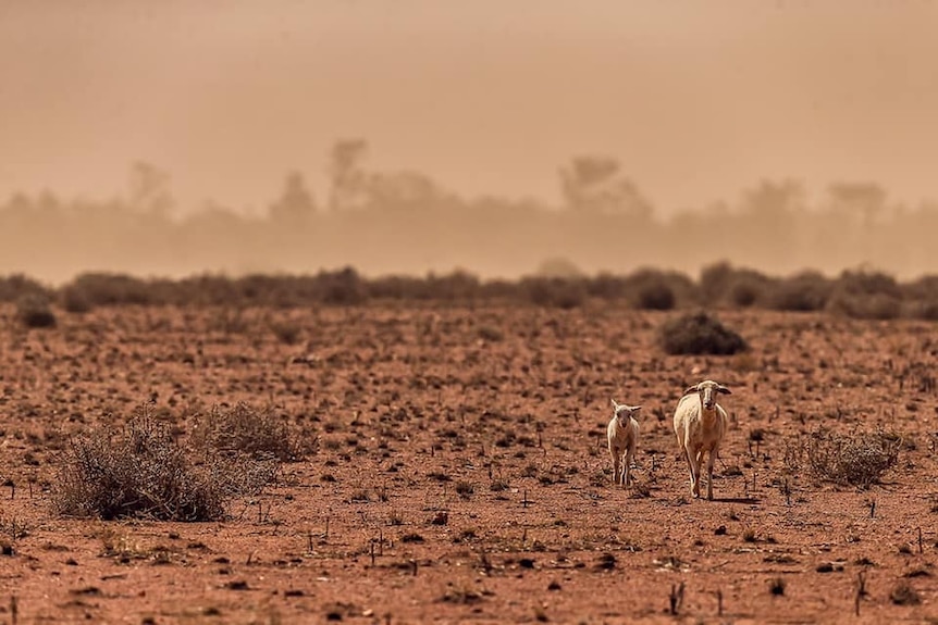 A picture of a dry, red, dusty paddock with a pair of sheep wandering through it.