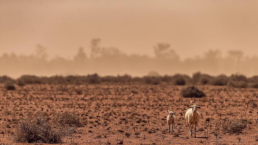 A dusty plain in a drought-affected area of eastern Australia.