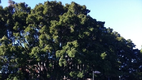 Newcastle's Laman Street fig trees, fenced off from Civic Park due to safety concerns.