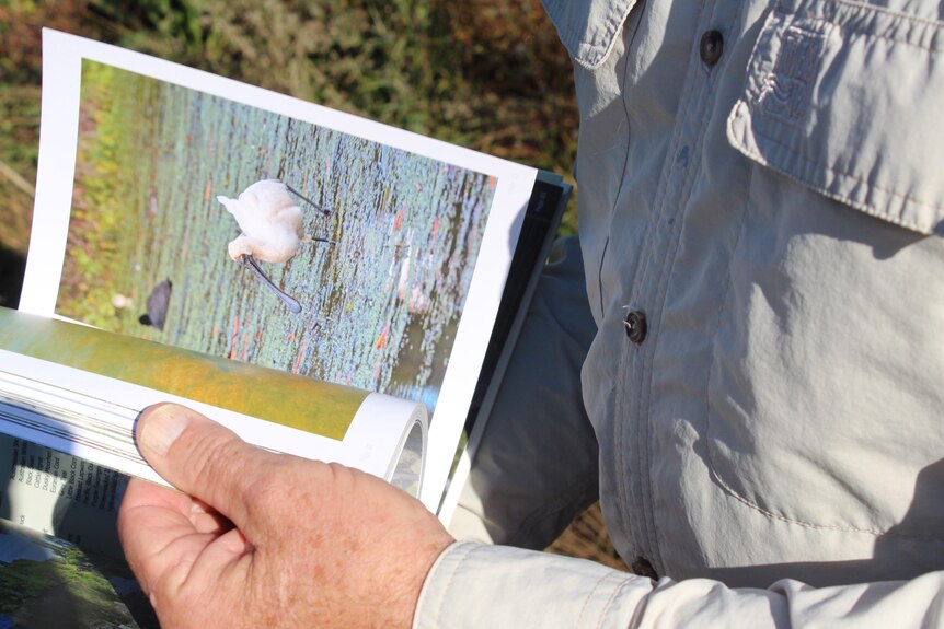 A close up of a man flicking through the pages of a book containing images of birds. 