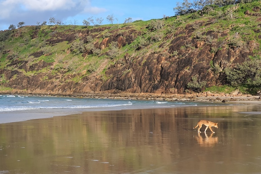 A dingo walks on a beach