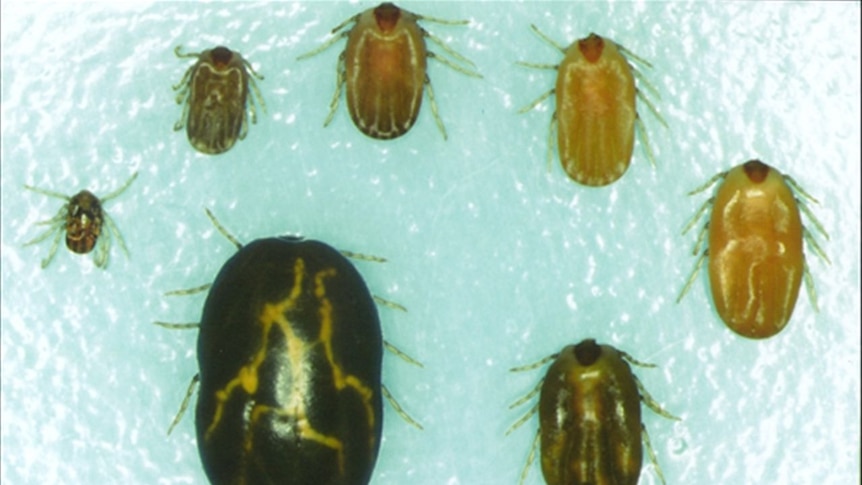 Female cattle tick at various sizes