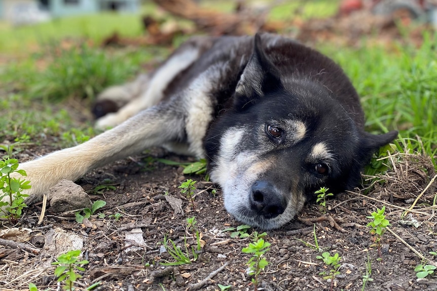 A husky cross german shepherd dog lying down
