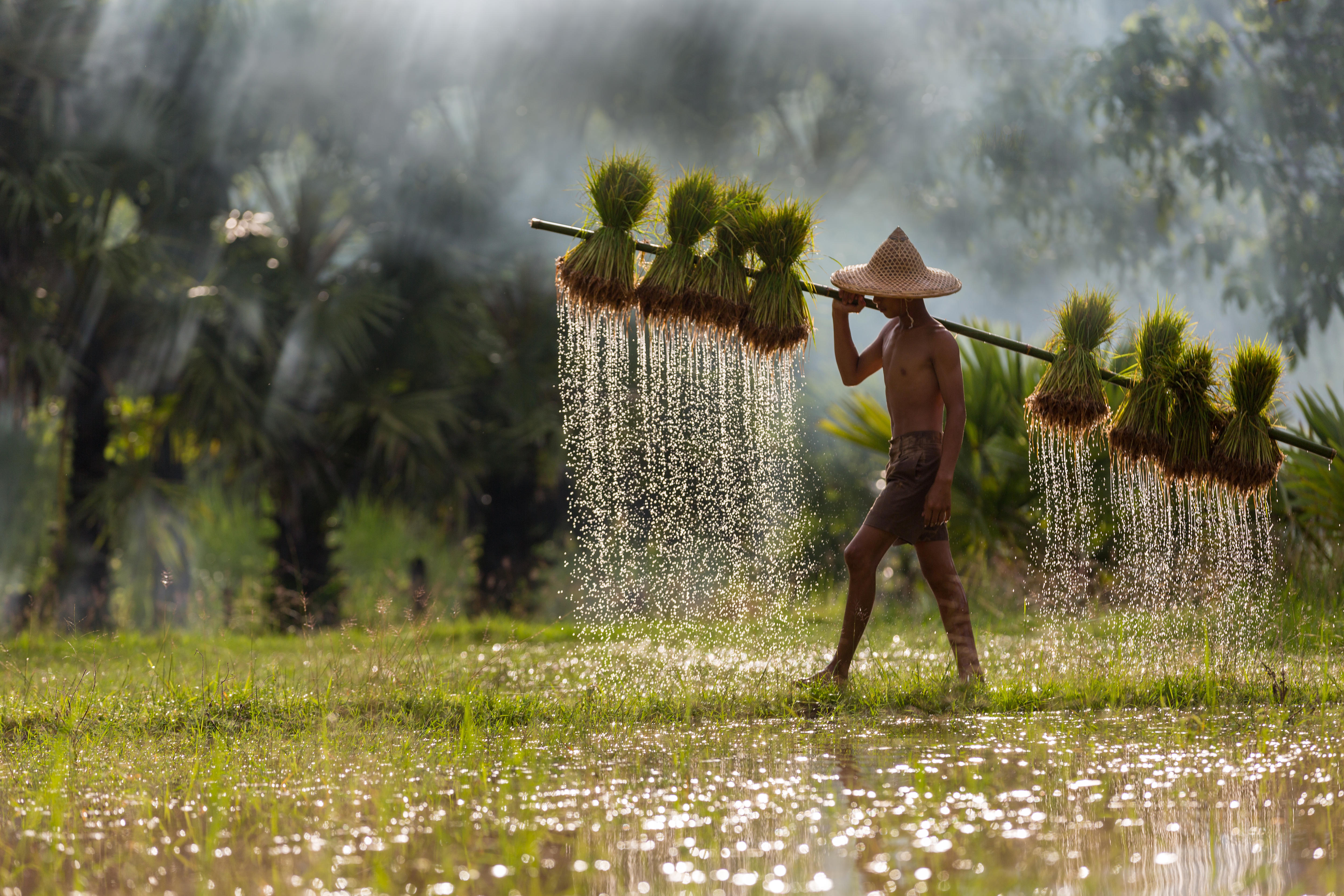 A young farmer carries a rack of rice sprouts across a paddy field. Water pours from the bottom of each bunch