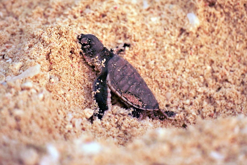 A tiny turtle hatchling in mid-scurry in the sand