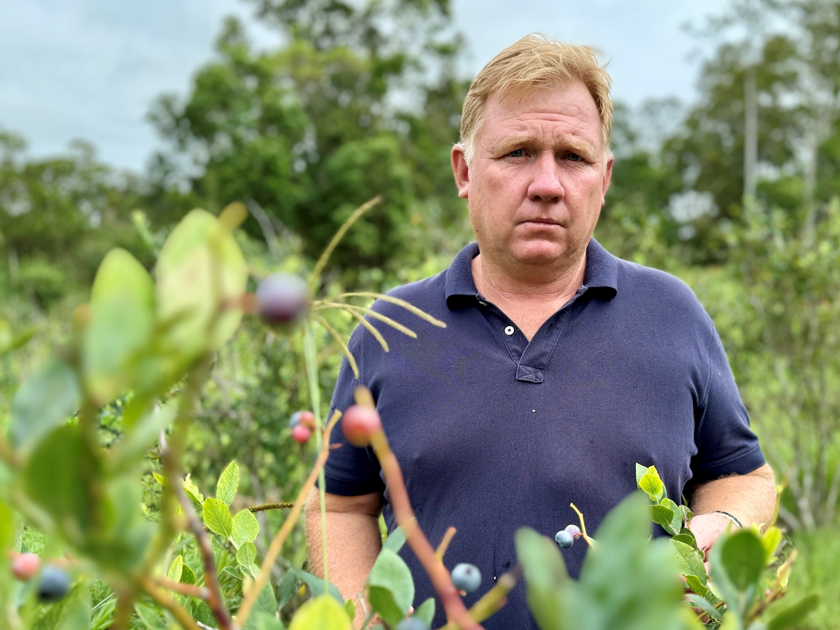 A serious looking man behind blueberry bushes.