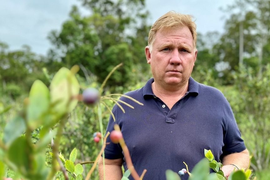 A serious looking man behind blueberry bushes.