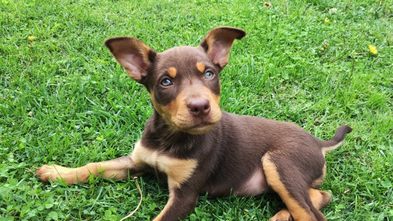A brown and tan kelpie puppy lying on green grass with her head raised.
