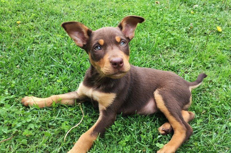 A brown and tan kelpie puppy lying on green grass with her head raised.