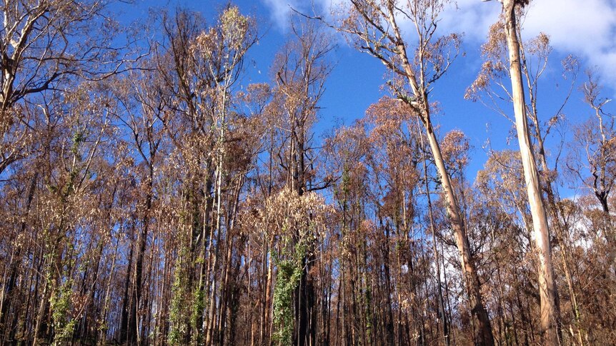 Bushlands near Bonang in East Gippsland in May 2014, recovering from summer fires.