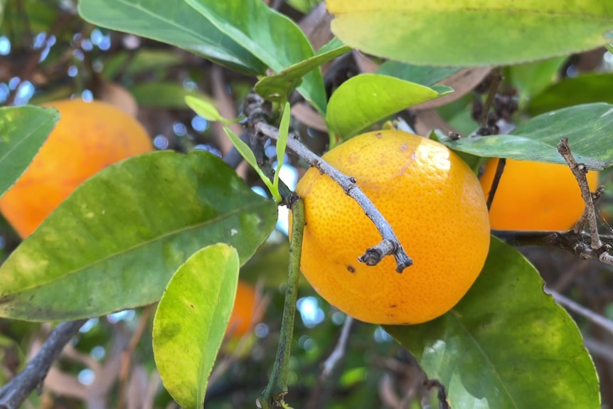 Oranges or mandarins hanging on a tree, surrounded by green leaves. The blue sky is poking through the branches.