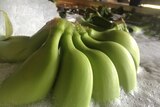 Far north Queensland bananas get a bath before being packed for market