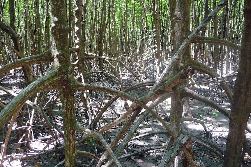 Mangrove roots 