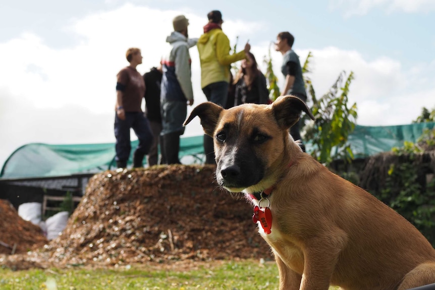 Puppy named Suni sitting in foreground with large compost and group of people dancing in background