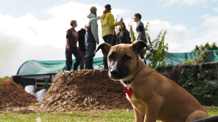 Puppy named Suni sitting in foreground with large compost and group of people dancing in background