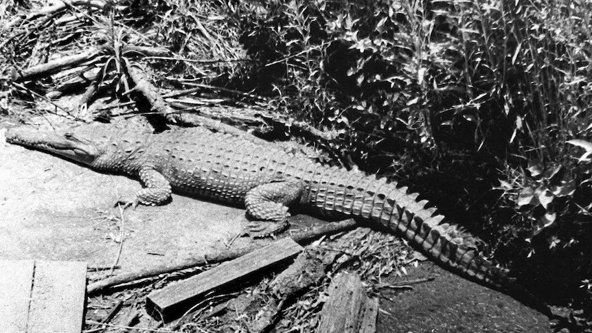 Black and white photo of crocodile on river bank