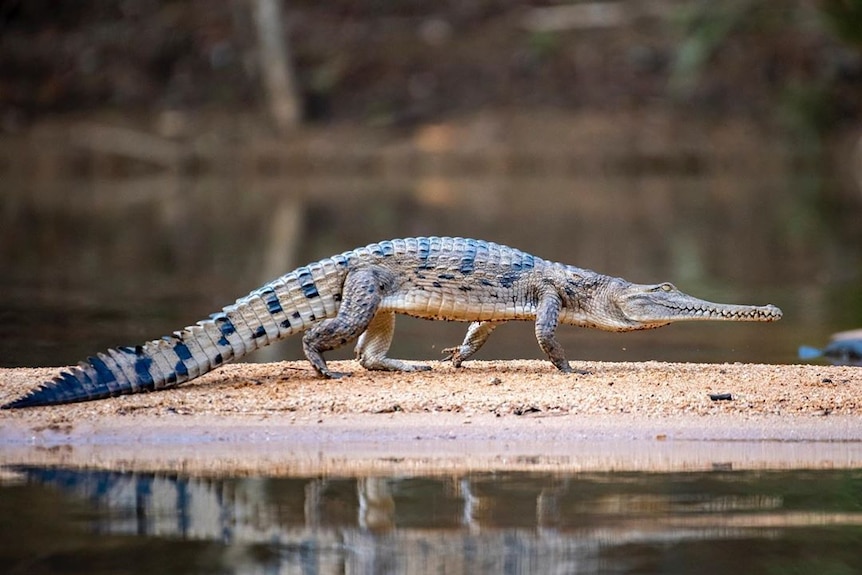A small freshwater crocodile walks across a sand bar.