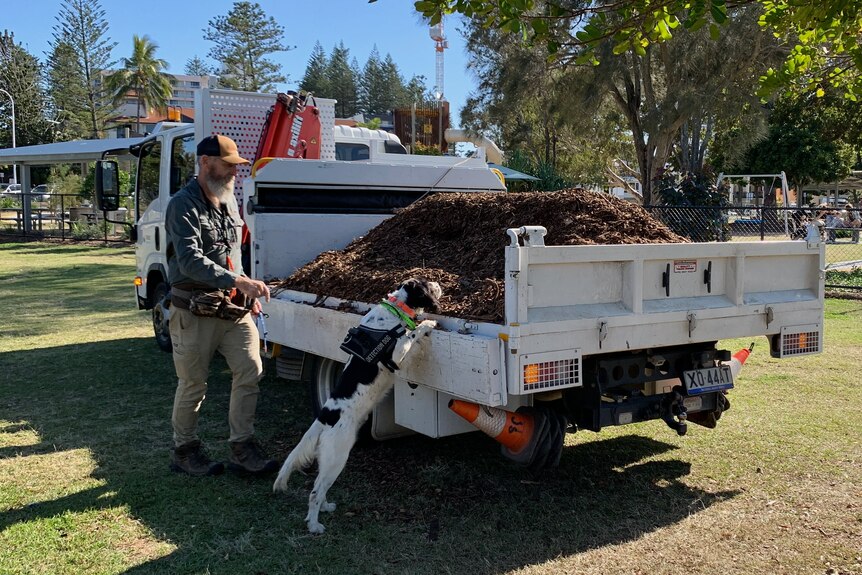 A black and white dog stands on his back paws to sniff a pile of mulch on a truck while his handler follows behind him.