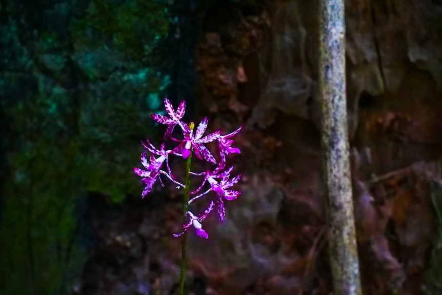 delicate purple petaled plant