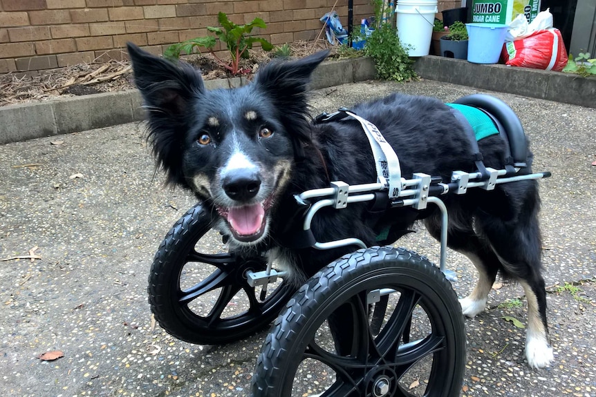 Ziggy the border collie