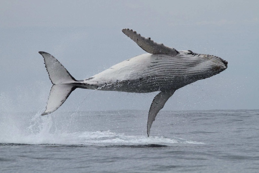A whale completely airborne, its fin barely touching the ocean's surface.