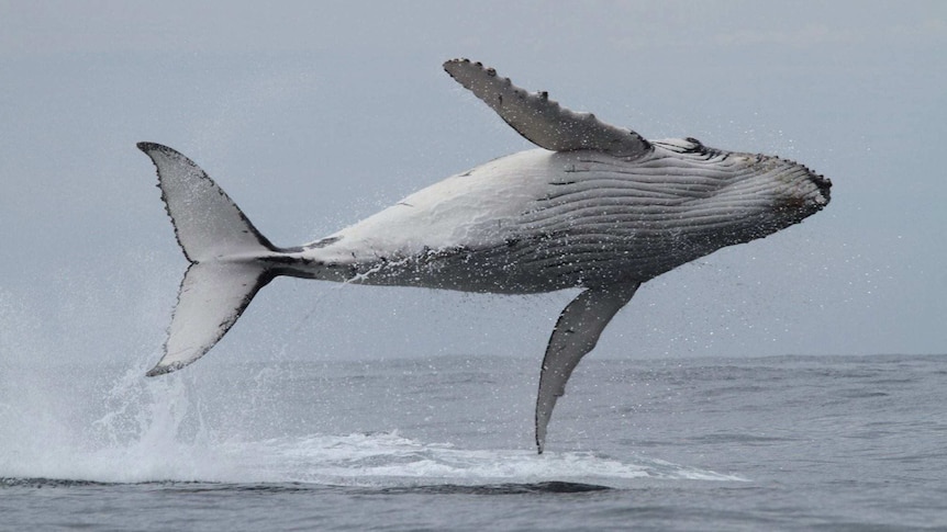 Whale of a leap