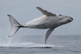 Whale of a leap