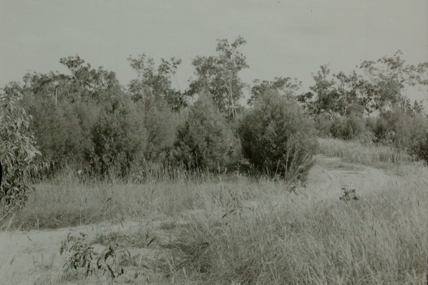 A monochrome of a sapling forest.