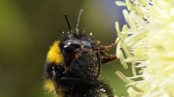 A bumble bee collects pollen from a flower in a garden near York
