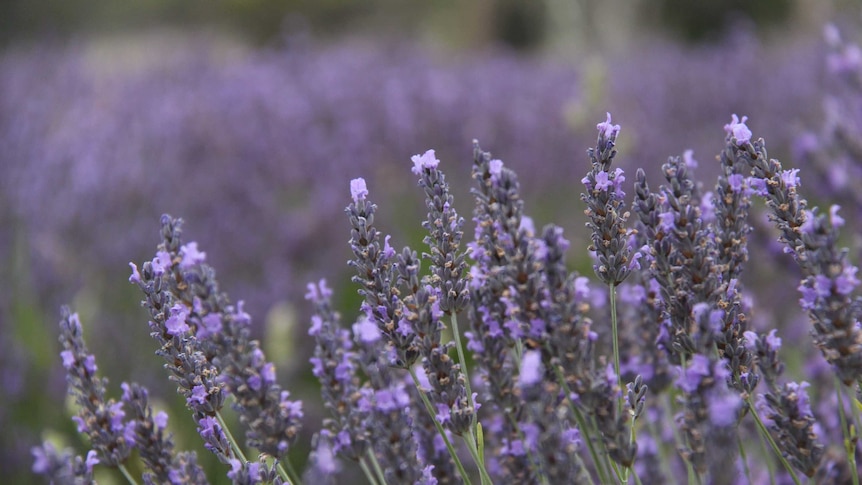 lavender