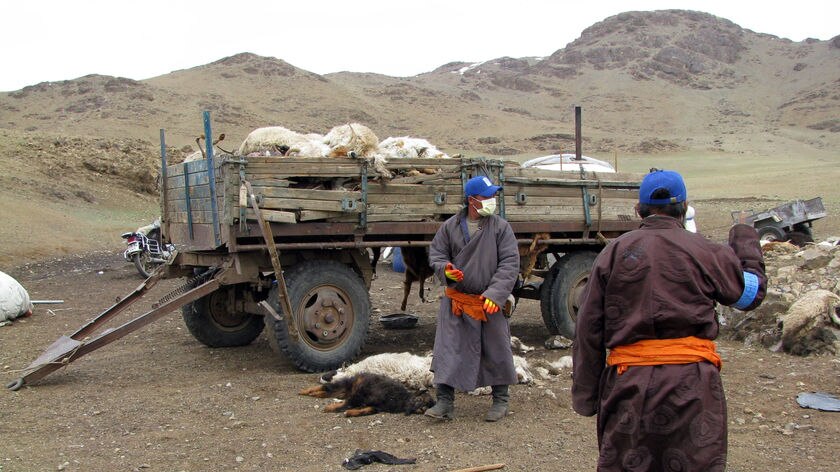 Herders pile carcasses into trucks before the animals are taken for burial in the Zuunbayan-Ulaan district