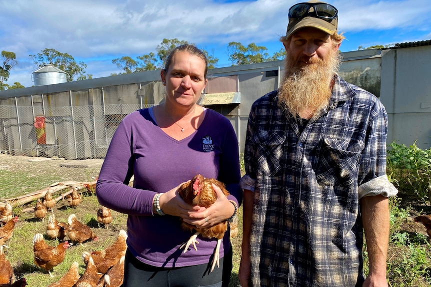 A woman holding a chicken standing next to a man on a chicken farm with a shed behind them and chickens in the yard.
