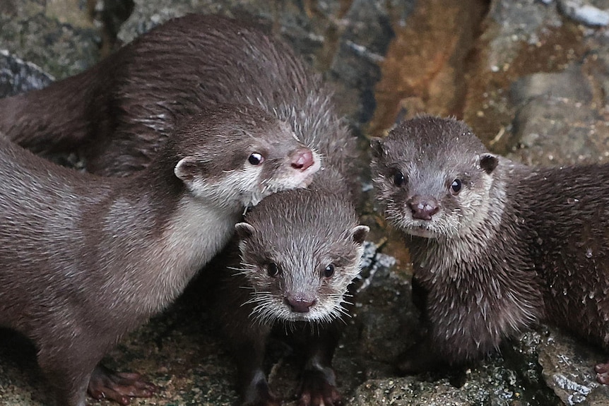 Three wet baby Asian small-clawed otters stand near each other.
