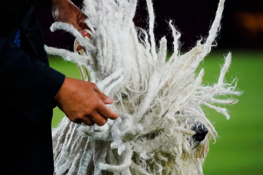 The head of a large dog with fur in long cords like dreadlocks. 